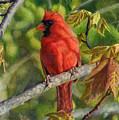 A Cardinal Named Carl
