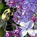 Life Among the Lilacs