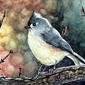 Tippi the Tufted Titmouse